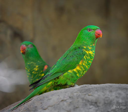 Scaly-breasted Lorikeet