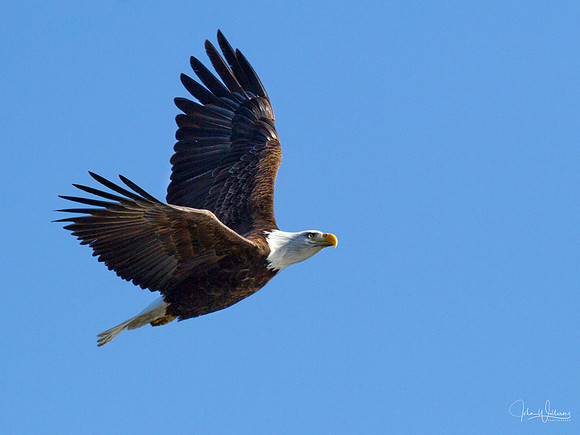 Eagle Site