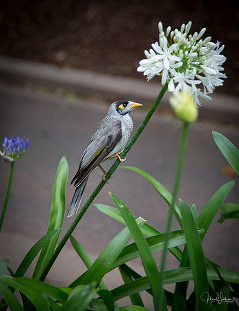 Noisy Miner