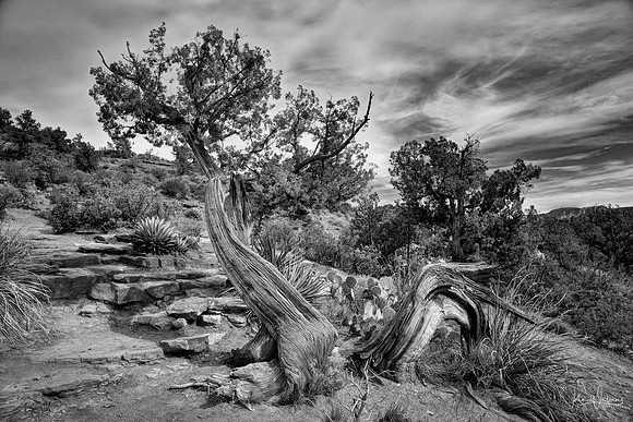 Utah Junipers in Sedona