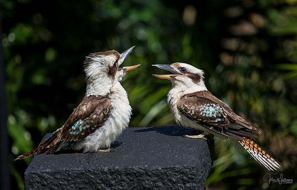 Kookaburra Couple