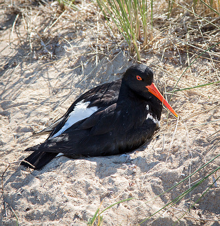 Australian Pied Oystercatcher