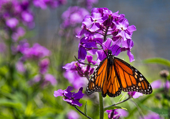 JW-20120513-_MG_4052-Edit