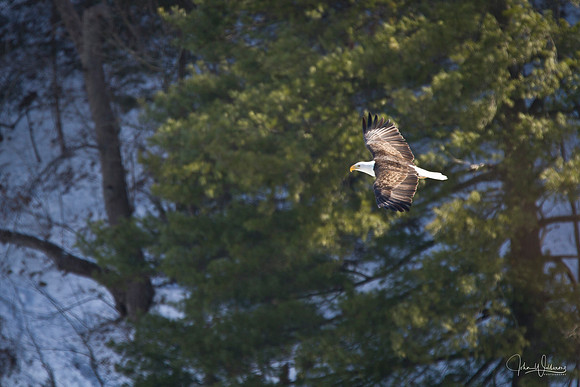In Flight