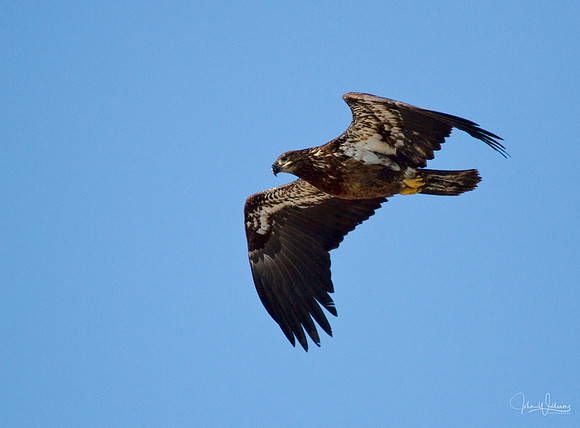Immature Eagle